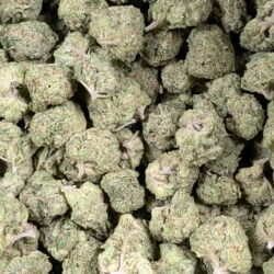 OG Kush THCA Flower B Buds by 1lb
