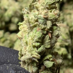 Blue Dream THCA Sativa Flower B Buds by 1lb