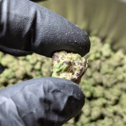 Modified Grapes THCA Indica Flower B Buds by 1lb