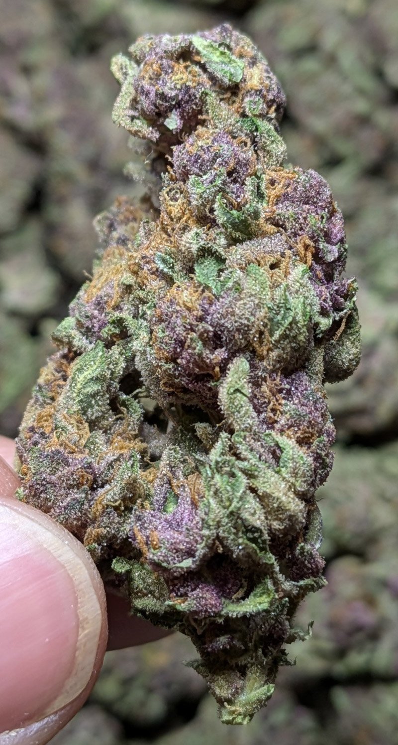 Tropicana cookies by the lb